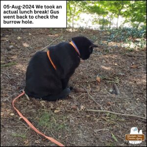 black cat Gus sitting on the ground (wearing his bright orange harness and leash) as he stares at a hole; caption: 05-August-2024 we took an actual lunch break! Gus went back to check the burrow hole.