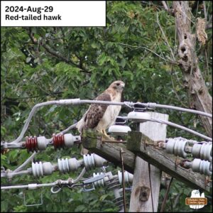 a majestic red-tailed hawk perched on top of utility pole on Aug 29, 2024