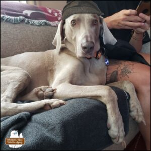 Large breed dog, grey-blue Weimaraner lounging on couch next to a person with a leg tattoo. Dog has been photoshopped to be wearing a "Sherlock" deerstalker hat.