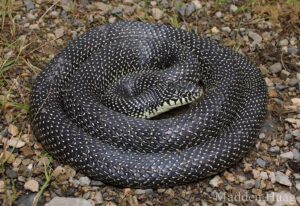 Black snake with off-white speckles or splotches on each scale along the dorsal surface.