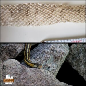 top: close up of garter snake skin shed bottom: cute face of a skinny garter snake on rocks (stripes run along the body not around traversely)