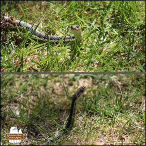 top: cute face of a skinny garter snake on grass (stripes run along the body not around traversely) bottom: garter snake in the grass from the side with its head lifted