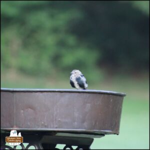 cowbird perched on large metal bird bath