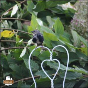 cowbird perched on small white fairy chair in front of hydrangea bush with large green leaves