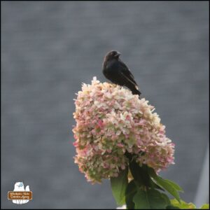 cowbird perched on top of hydrangea in shades of pink, white, and lime green