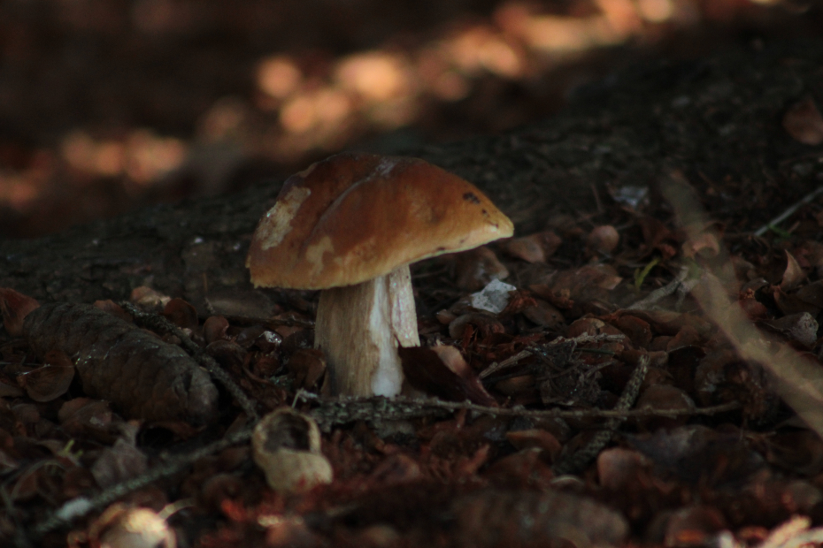 King Bolete mushroom