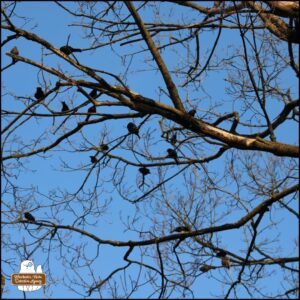 flock of cowbirds in tree