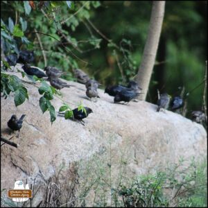 flock of cowbirds on a big rock