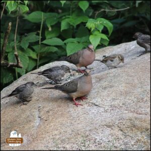 mourning doves and cowbirds on a big rock