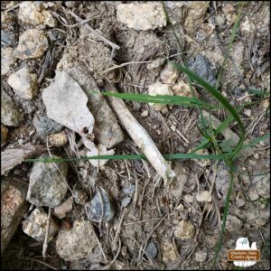 a long bone sticking out of the ground among rocks and debris; it could pass for a stick at first glance.