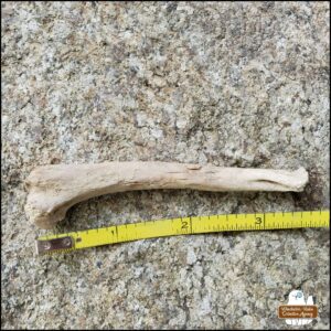 a small mammal long bone placed on a rock next to a measuring tape showing 3.5 inches (with distal end broken off)