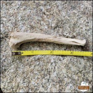 a small mammal long bone placed on a rock next to a measuring tape showing 3.5 inches (with distal end broken off)