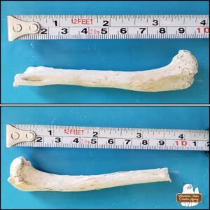 the cleaned small mammal long bone placed on a blue mat next to a measuring tape showing 9.5 cm (with distal end broken off) top and bottom images showing difference sides