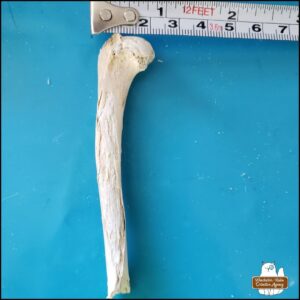 the cleaned small mammal long bone placed on a blue mat next to a measuring tape showing 2 cm width of the widest end which is the proximal rounded head of a humerus with some damage