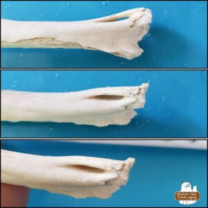 3 images: the cleaned small mammal long bone placed on a blue mat showing distal end broken off and the unique shape where it forms an oblong gap