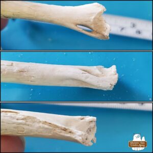 3 images: the cleaned small mammal long bone placed on a blue mat showing distal end broken off and the unique shape where it forms an oblong gap and other sides to that broken end.