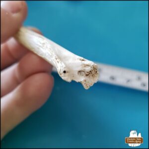 a close up view of the broken distal end of the cleaned small mammal long bone