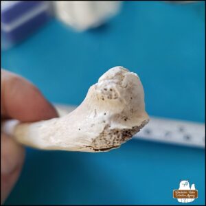 a close up view of the damaged proximal head end of the cleaned small mammal long bone