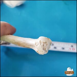 a close up view of the damaged proximal head end of the cleaned small mammal long bone