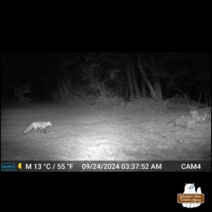 Vivica B. Fox at night caught on trailcam. She's looking into the woods from the clearing. El Diablo is hiding back there.