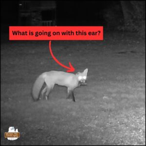 close up screen capture of red fox with right floppy ear, Viviva B. Fox sideways but looking right at the camera as she holds a big rodent in her mouth; "What is going on with this ear?"