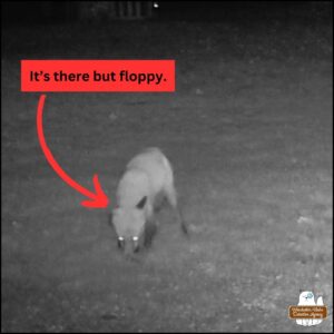 close up screen capture of red fox with right floppy ear, Viviva B. Fox facing towards camera with head down; text: It's there but floppy.