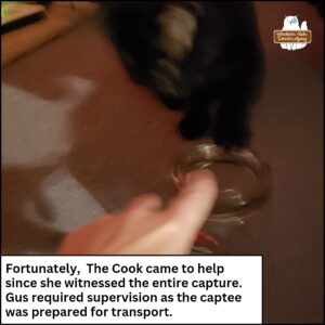 a terribly blurry photo of black cat with his paw on the upside-down jar containing the mouse; and the human's finger pressing down on the jar to keep Gus from turning it over. caption: Fortunately, The Cook came to help since she witnessed the entire capture. Gus required supervision as the captee was prepared for transport.