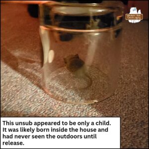 mouse trapped by an upside-down glass jar on a carpeted floor; caption: This "unsub" appeared to be only a child. It was likely born inside the house and had never seen the outdoors until release.