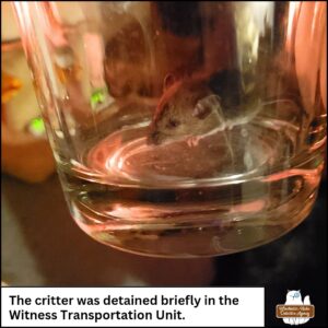 living mouse in a glass jar; caption: the critter was detained briefly in the Witness Transportation Unit.