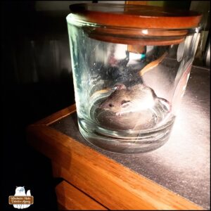 living mouse in the "transportation unit" glass jar in a dark room with a flashlight shone on it.