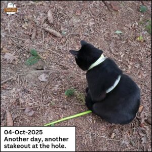 black cat Gus on the ground intensely staring at a hole. caption: 04-October-2024 Another day, another stakeout at the hole.