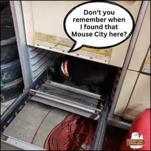 black cat Gus inside the space where a drawer was removed so he could look for mice (in the garage's workshop). Gus: "Don't you remember when I found that Mouse City here?"