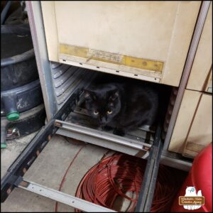 black cat Gus inside the space where a drawer was removed so he could look for mice (in the garage's workshop).