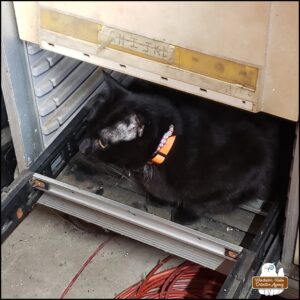 black cat Gus inside the space where a drawer was removed so he could look for mice (in the garage's workshop).