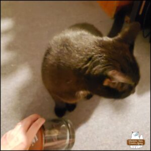 blurry photo of black cat Gus looking away from the glass jar which contains the dead mouse as the human's hand is taking the jar away.