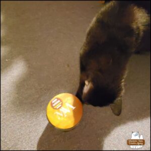 blurry photo of black cat Gus inspecting the glass jar that contains his deceased mouse victim.