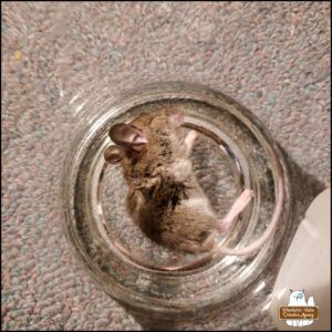 The Oct 6th deceased mouse belly up inside a glass jar.