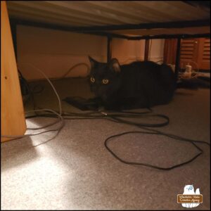 black cat Gus underneath a bed staring as the human tries to contain the mouse in the bedroom.