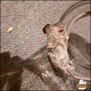 The Oct 6th deceased mouse belly up inside a glass jar.