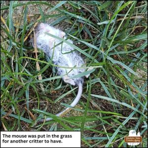 The Oct 6th deceased mouse laid to rest outside on the ground between blades of grass. Showing its belly in this photo. caption: the mouse was put in the grass for another critter to have.