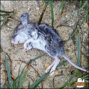 The Oct 6th deceased mouse laid to rest outside on the ground between blades of grass.