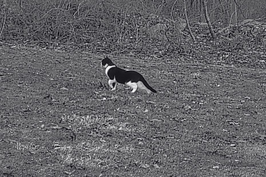 black and white version of cat caught on trailcam, black and white swirled pattern cat we call Lokai on February 6, 2024. With a front paw up, head raised, the cat is focused on hunting something.