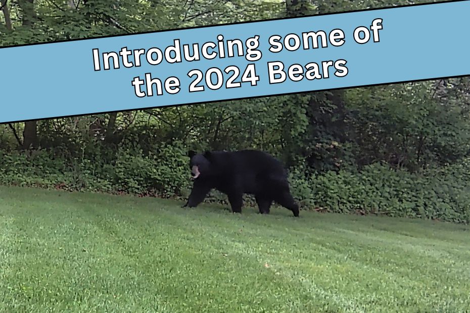 Introducing some of the 2024 Bears (black bear walking across a backyard)