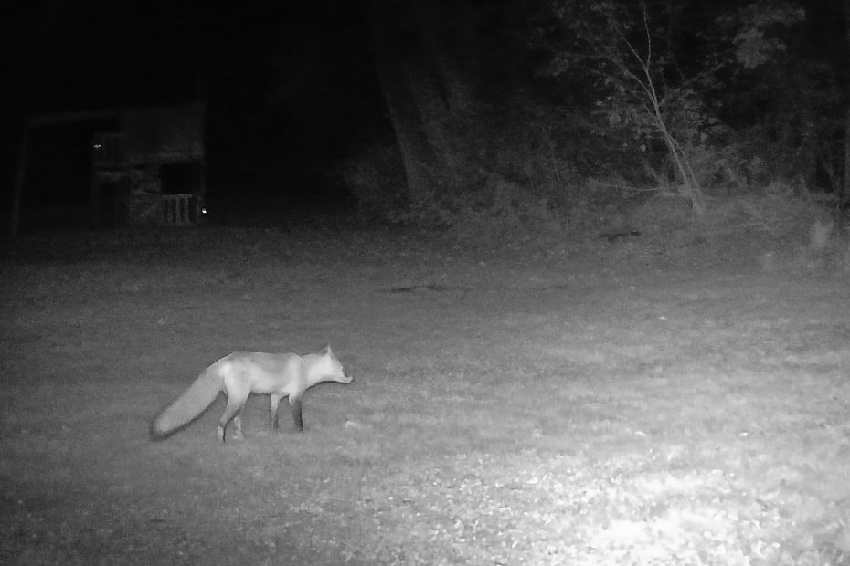 Vivica B. Fox at night caught on trailcam. She's looking into the woods from the clearing. El Diablo is hiding back there.