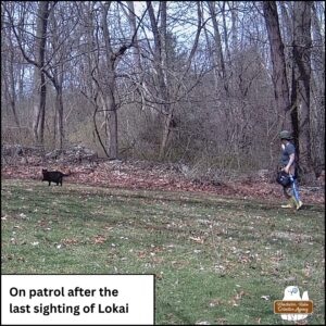 trailcam footage of black cat Gus and human Amber on patrol/adventure on a sunny afternoon.