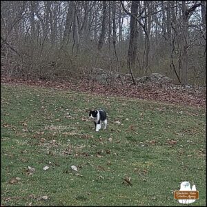 caught on trailcam, black and white swirled pattern cat we call Lokai walking away from the woods towards the camera (collar clearly visible).