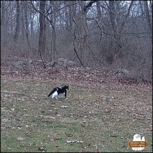 caught on trailcam, black and white swirled pattern cat we call Lokai walking away from the camera towards the woods