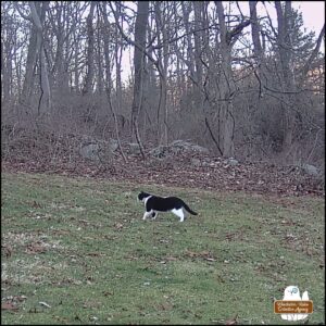 caught on trailcam, black and white swirled pattern cat we call Lokai walking right to left in the frame.