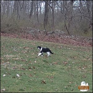 caught on trailcam, black and white swirled pattern cat we call Lokai walking away from the woods towards the camera (collar clearly visible).