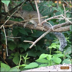 Associate Justice of the Supreme Court of Squirrels, grey squirrel William B. Woods, an eastern grey squirrel on a branch inside a bush where other branches form a safe cage from attack.